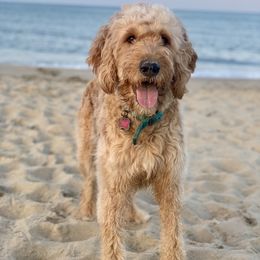 Caly - Goldendoodle