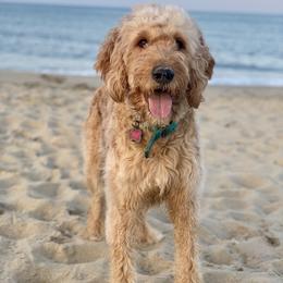 Caly - Goldendoodle