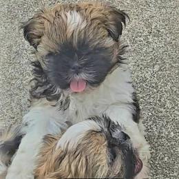 Lucky Boy OFA DNA - Gold and white male Shih Tzu puppy in Troutville, Virginia from BRIAR HOUSE of Mountain Pass