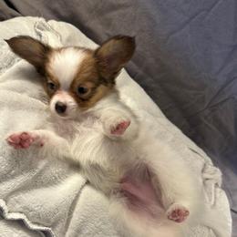 Paul - White and sable male Papillon puppy in Central Florida, Florida from Sunshine Papillons