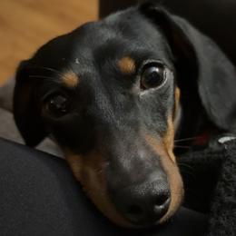Luna - Dachshund
