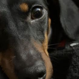 Luna - Dachshund