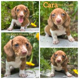 Cara - Red female Dachshund puppy in Florida from Niki Humphries' Dachshunds