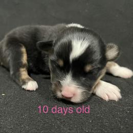 Girl 2 - Black tri female Miniature Australian Shepherd puppy in Lubbock, Texas from Reveille awesome aussies
