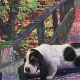 Basset Hound Puppies from Royal Baez Basset