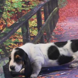 Basset Hound Puppies from Royal Baez Basset