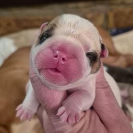 RED - Red and white male Bulldog puppy in Walhalla, South Carolina from Lowery's English Bulldogs
