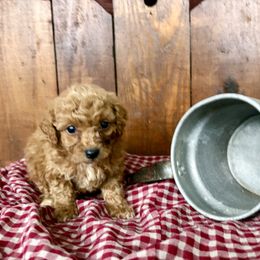 Max - Red  male Poodle puppy in Utica, Ohio from Poodle Me Crazy