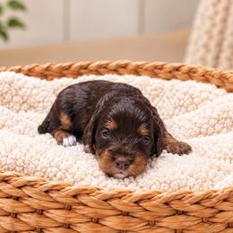 Reese - Brown female Cavapoo puppy in Floyd, Virginia from Hearts and Paws Poodles and Doodles