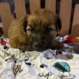 Albert - Wheaten male Soft Coated Wheaten Terrier puppy in Gladewater, Texas from Felicias Swheaties