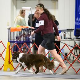Border Collies from Astoria Border Collies