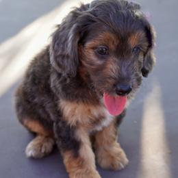 Jethro - Red tri-color male Aussiedoodle puppy in Crowley, Texas from Nelson's Aussies and Aussiedoodles