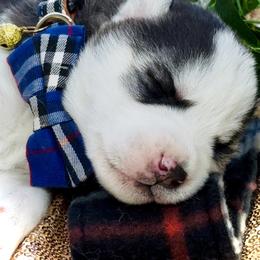 Tux - Black and white male Siberian Husky puppy in Atlanta, Georgia from Lobban Huskies