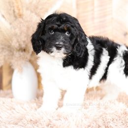 Bernedoodle and Goldendoodle Puppies from Kimberlee’s Kennels