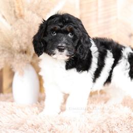 Bernedoodle and Goldendoodle Puppies from Kimberlee’s Kennels