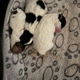 Heath - Black and white male Coton de Tulear puppy in Woodstock, Georgia from Early Bird Kennels