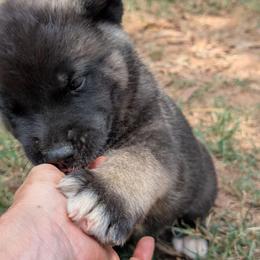 Saki's Boy 1 - Black male Akita puppy in South Carolina from Sierra Mountain Akitas