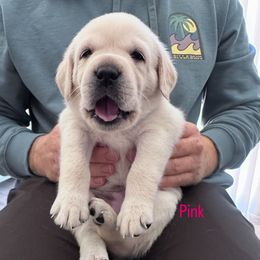 Pink - Yellow female Labrador Retriever puppy in Temecula, California from Oak Valley Labradors