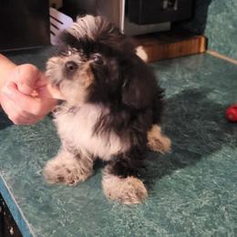 Samuel - Black and white male Shih Tzu puppy in Newport, Arkansas from Gina's Lil Zues and Yorkies Kennel