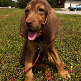 Bloodhounds from Castaways Hooves & Hounds
