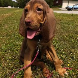 Bloodhounds from Castaways Hooves & Hounds