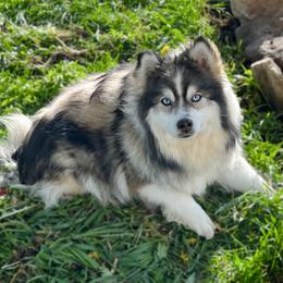 Shae - Pomsky