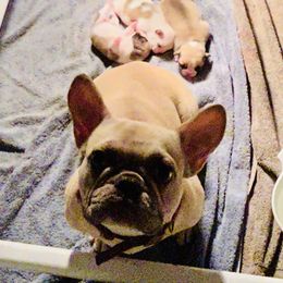 Ruby - French Bulldog