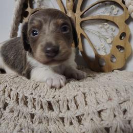 Carmen - Piebald female Dachshund puppy in Hudson, Michigan from Mittentail Kennel Miniature Dachshunds & Australian Shepherds