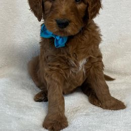 Goldendoodle Puppies from The Bruce Farm