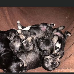 Miniature Schnauzers from Made with Love