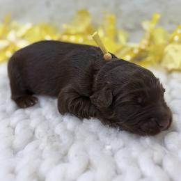 Promise - Yellow Collar - Red tri-color female Australian Shepherd puppy in San Marcos, California from Faith Family Freedom Farm