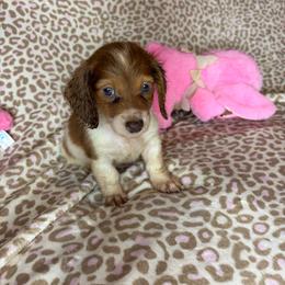 Chucky - Piebald male Dachshund puppy in Lake City, Florida from My Ditzy Doxies of Florida