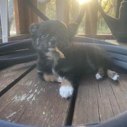 Twinkle Toes - Black and tan female Chihuahua puppy in Mount Dora, Florida from Carroll’s Chihuahuas