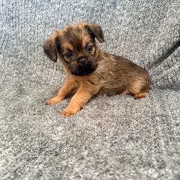 Brea - Red female Brussels Griffon puppy in Seneca, Missouri from Stephanie’s Puppy Colony