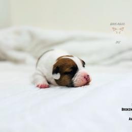 Simon - White and tan male Russell Terrier puppy in Lufkin, Texas from Dixie-Rose JRT