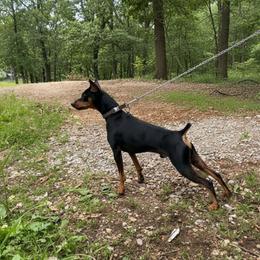 Dobi - Miniature Pinscher
