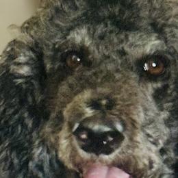 Aussiedoodles and Maltipoos from Third Coast Maltipoos