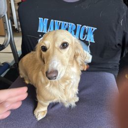 Margo - Dachshund
