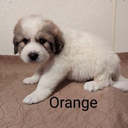 Great Pyrenees Puppies from Duck Creek Poultry Place & Wilson's Waterfowl
