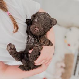 Puppy 3 - Brown male Cockapoo puppy in Savannah, Georgia from Vino and Vespa Doodles