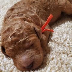Goldendoodles from Houston Hi Doodles