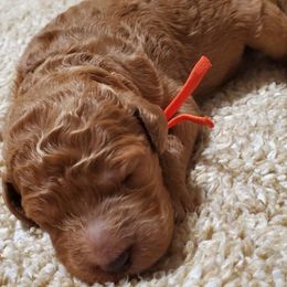 Goldendoodles from Houston Hi Doodles