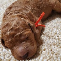 Goldendoodles from Houston Hi Doodles