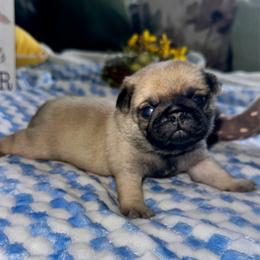 Brown - Fawn male Pug puppy in Baylis, Illinois from Cameo's Pugs