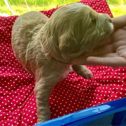 Red collar - Apricot female Labradoodle puppy in Mechanicville, New York from Deuce's Doodles