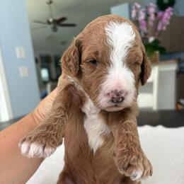 Reef - Red  male Goldendoodle puppy in Brooksville, Florida from Abby’s Standard Goldendoodles