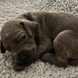 Blue - Blue Great Dane puppy in Garner, North Carolina from Gentle Giant Danes, LLC