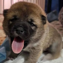 Shiba Inu Puppies from Yoru's Dojo Legacy