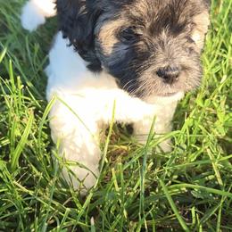 Havanese, Havapoo, and Poodle Puppies from Parlor Pups