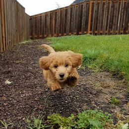 Goldendoodle Puppies from Northwoods Goldendoodles